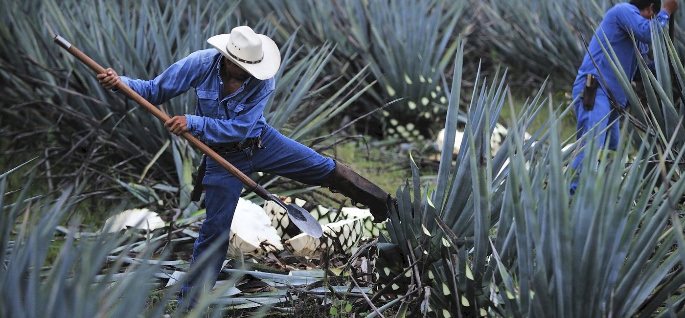 Tequila