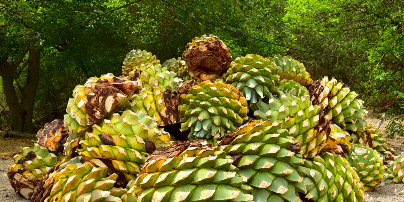 Cosa sta succedendo nel mondo del mezcal