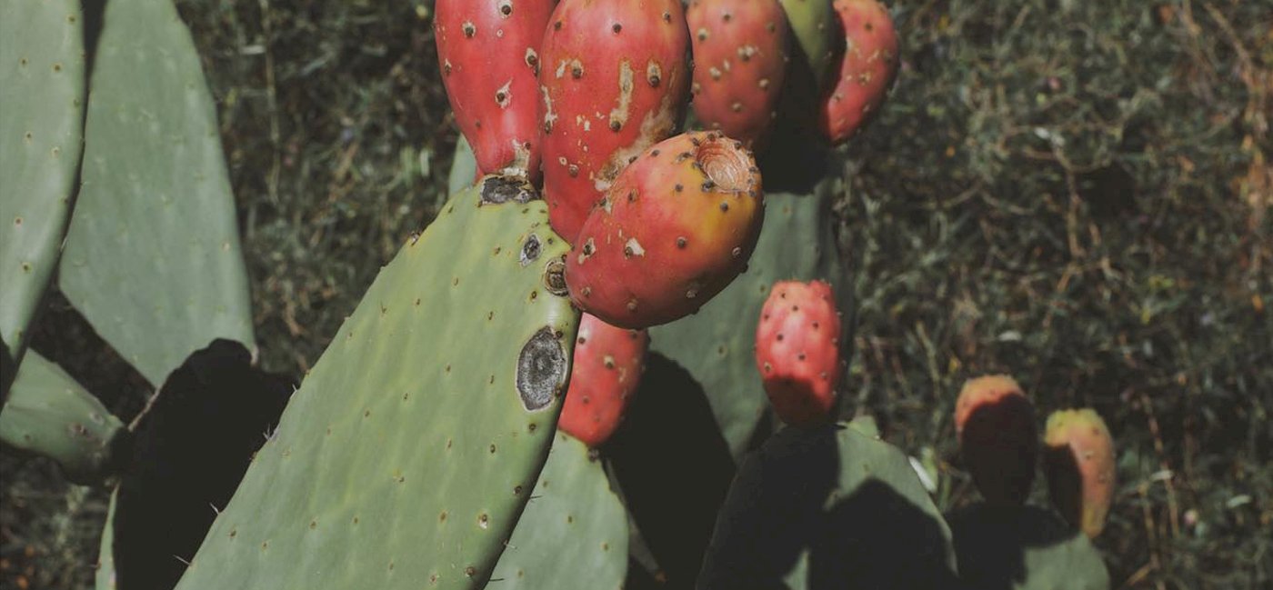 Liquori dell'Etna