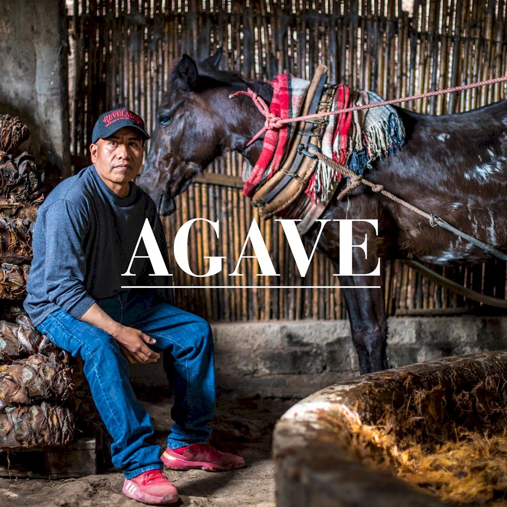 Agave