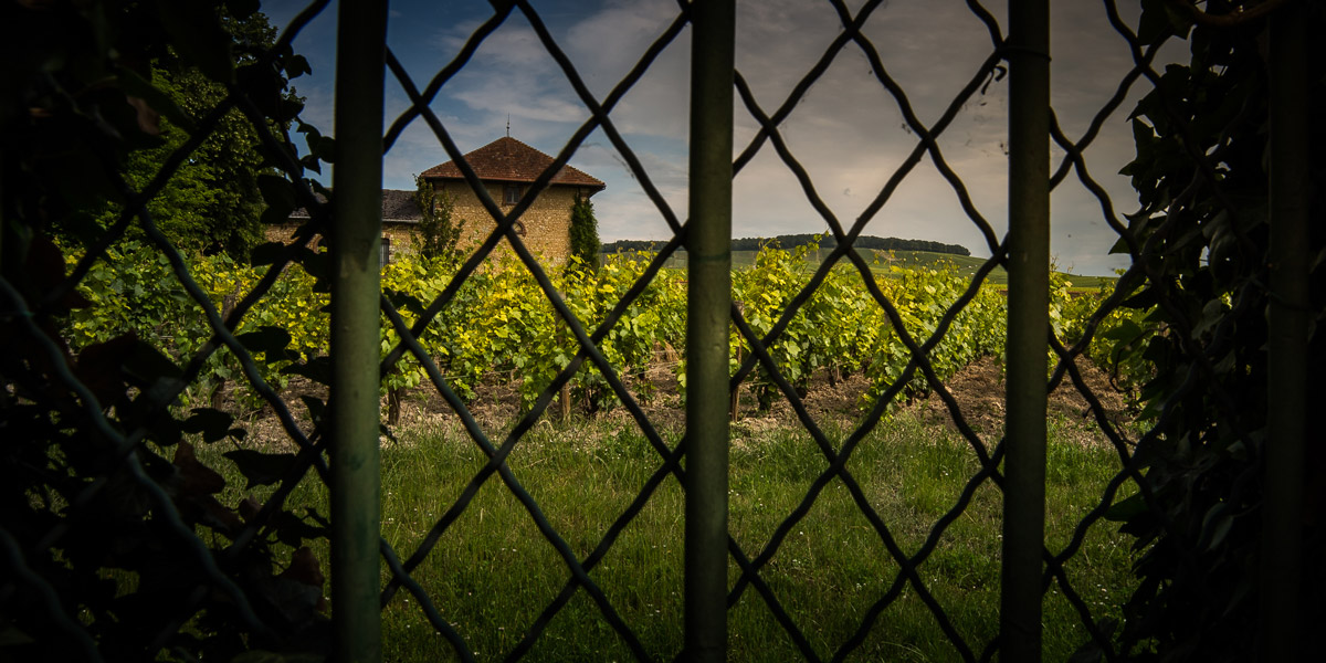 Clos-Veuve-Fourny-vineyard-in-Vertus-Champagne_1.jpg