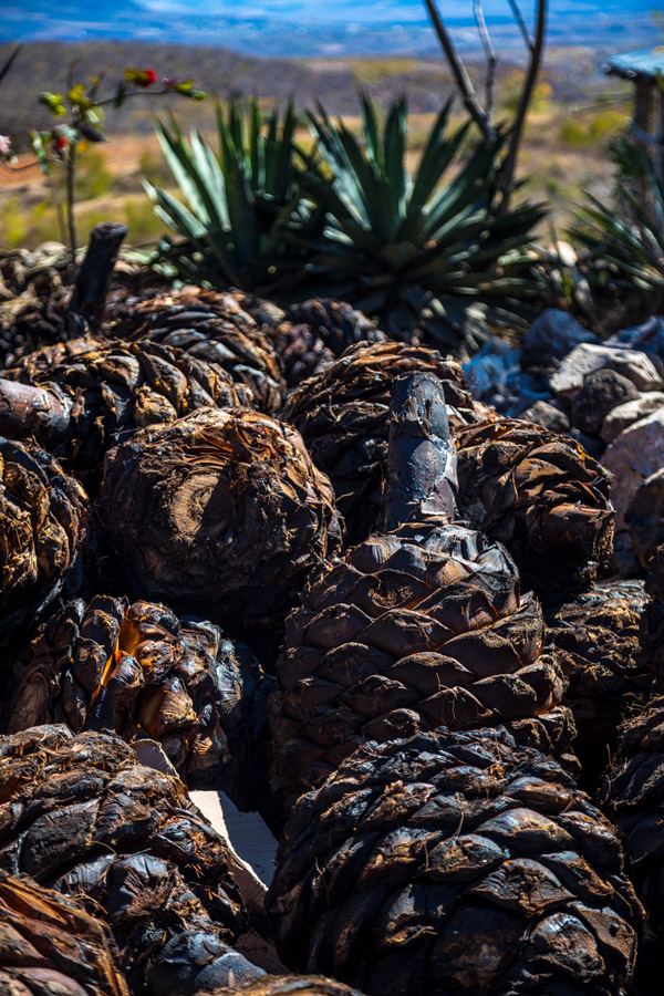 agave.jpg