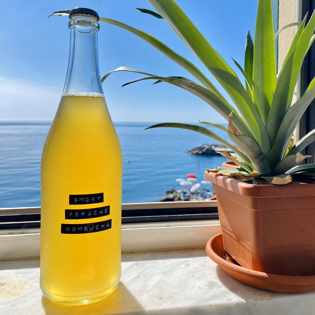 kombucha_24-2.jpg
