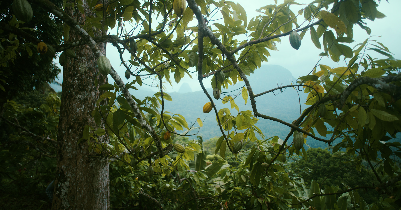 piantagione-cacao.jpg