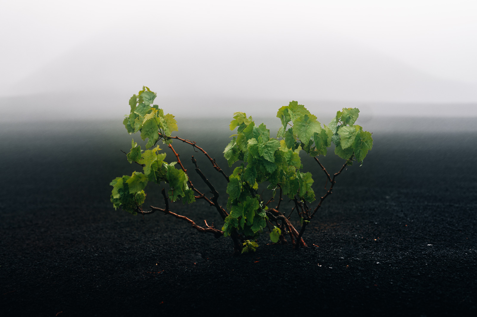 capo-verde-vino.jpg