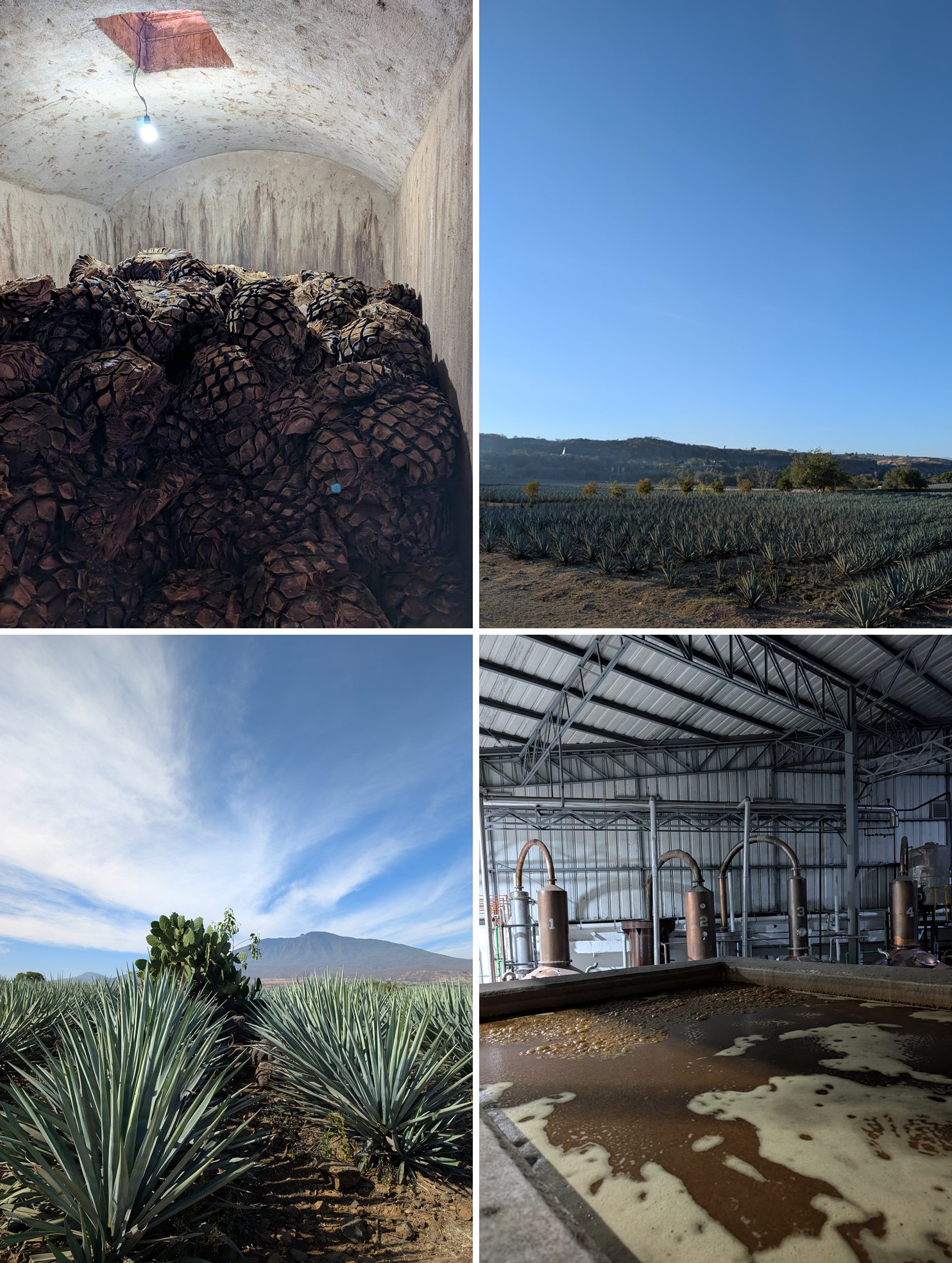 tequila-10.jpg