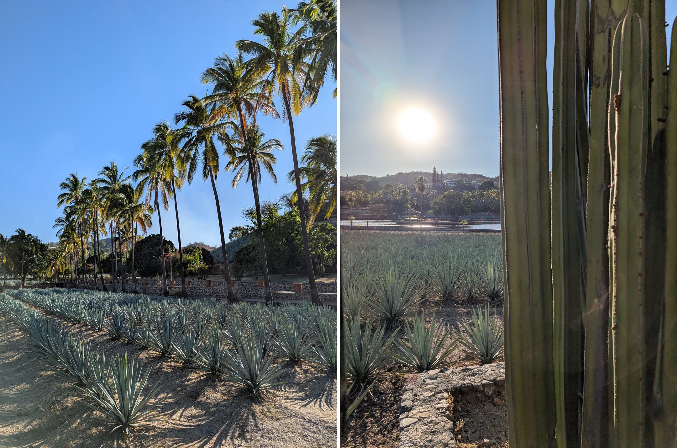 tequila-5.jpg